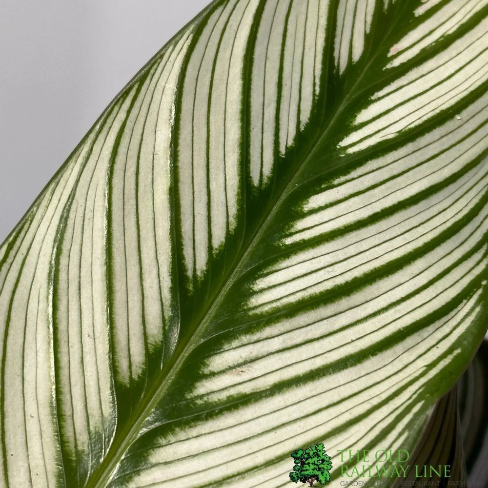 Calathea (Mixed Variety) Houseplant 14cm Pot 4 Calathea (Mixed Variety) Houseplant 14cm Pot - Image 4