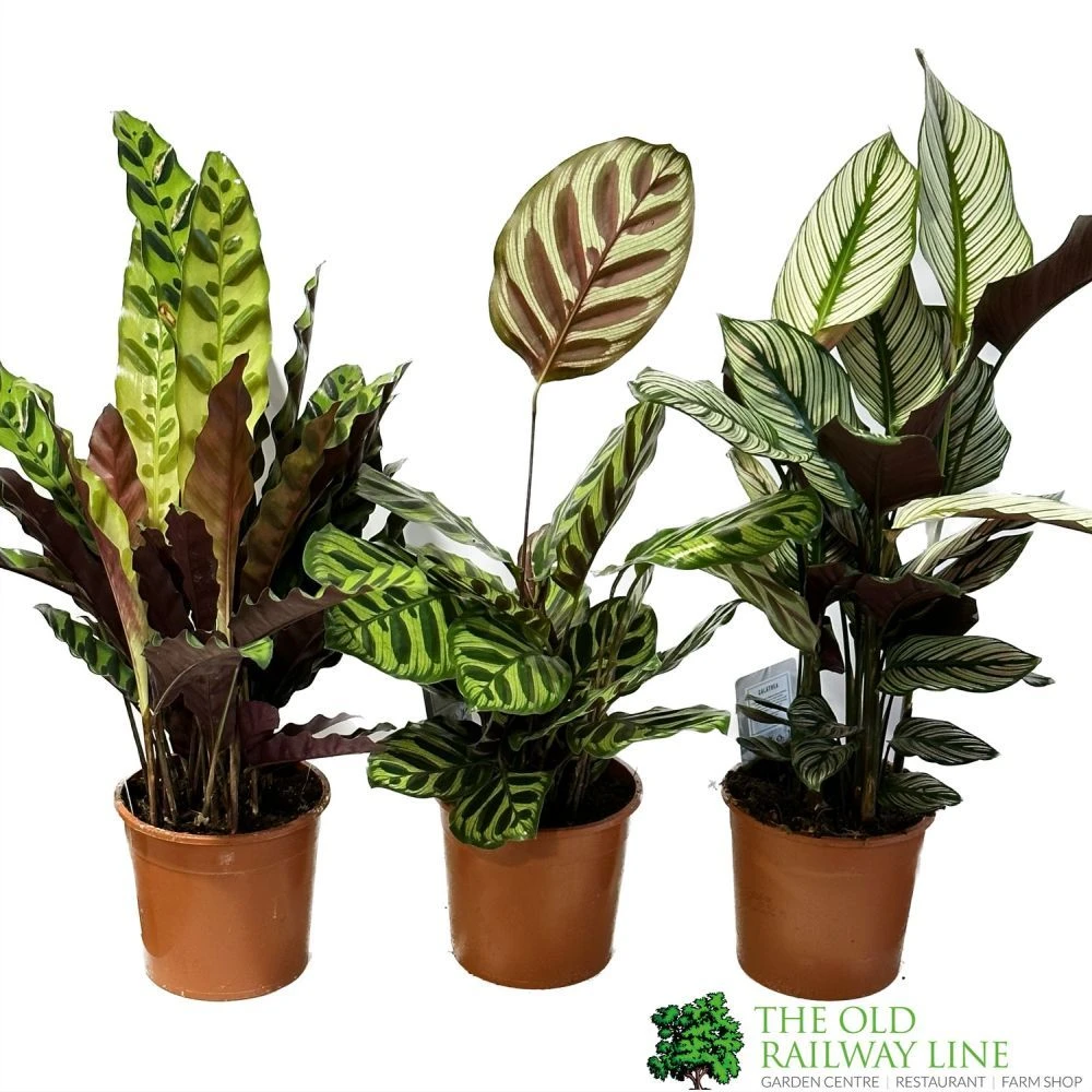 Calathea (Mixed Variety) Houseplant 14cm Pot 1 Calathea (Mixed Variety) Houseplant 14cm Pot