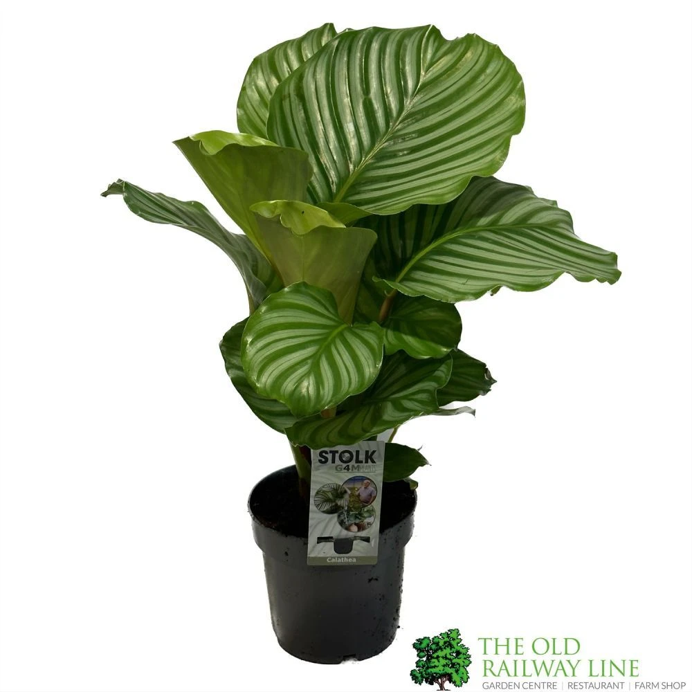 Calathea 'Orbifolia' Houseplant 14cm Pot 1 Calathea 'Orbifolia' Houseplant 14cm Pot