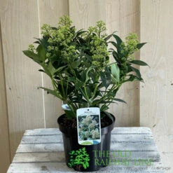 Skimmia Japonica 'Fragrant Cloud' 2Ltr Pot (NL) 5 Skimmia Japonica 'Fragrant Cloud' 2Ltr Pot (NL) -Hozel Garden Shop 8718985102719 2