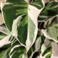 Calathea 'White Fusion' Rare Houseplant 14cm Pot 5 Calathea 'White Fusion' Rare Houseplant 14cm Pot -Hozel Garden Shop 8718985394831 3