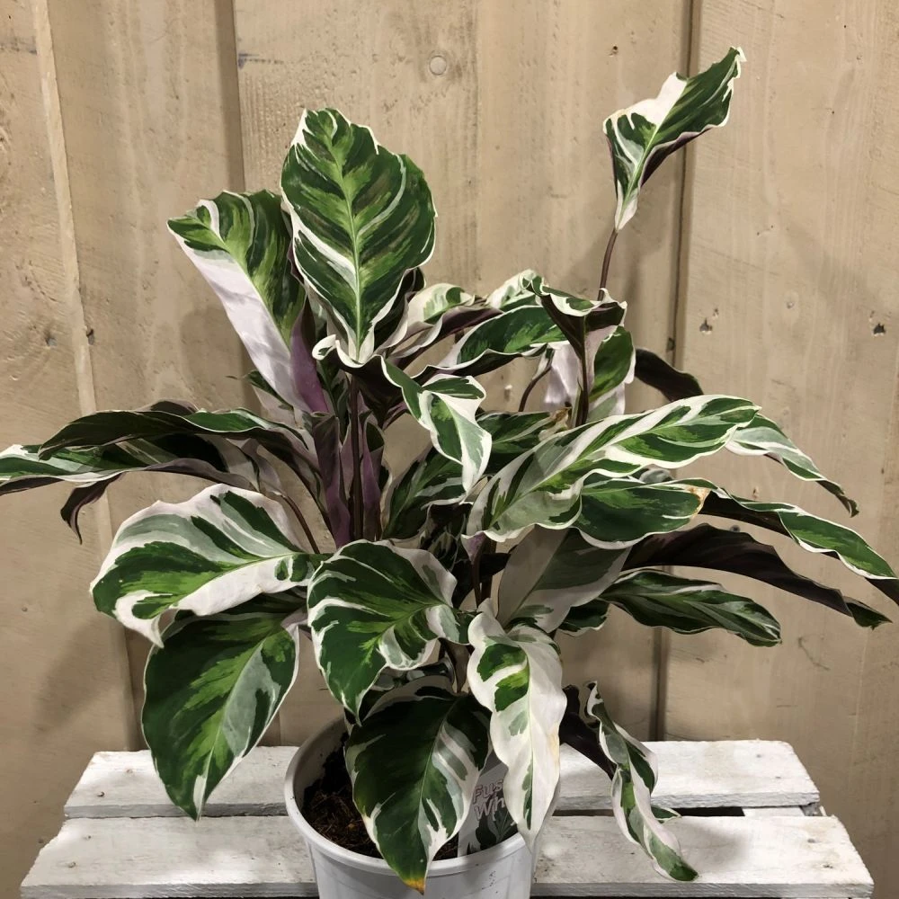 Calathea 'White Fusion' Rare Houseplant 14cm Pot 1 Calathea 'White Fusion' Rare Houseplant 14cm Pot