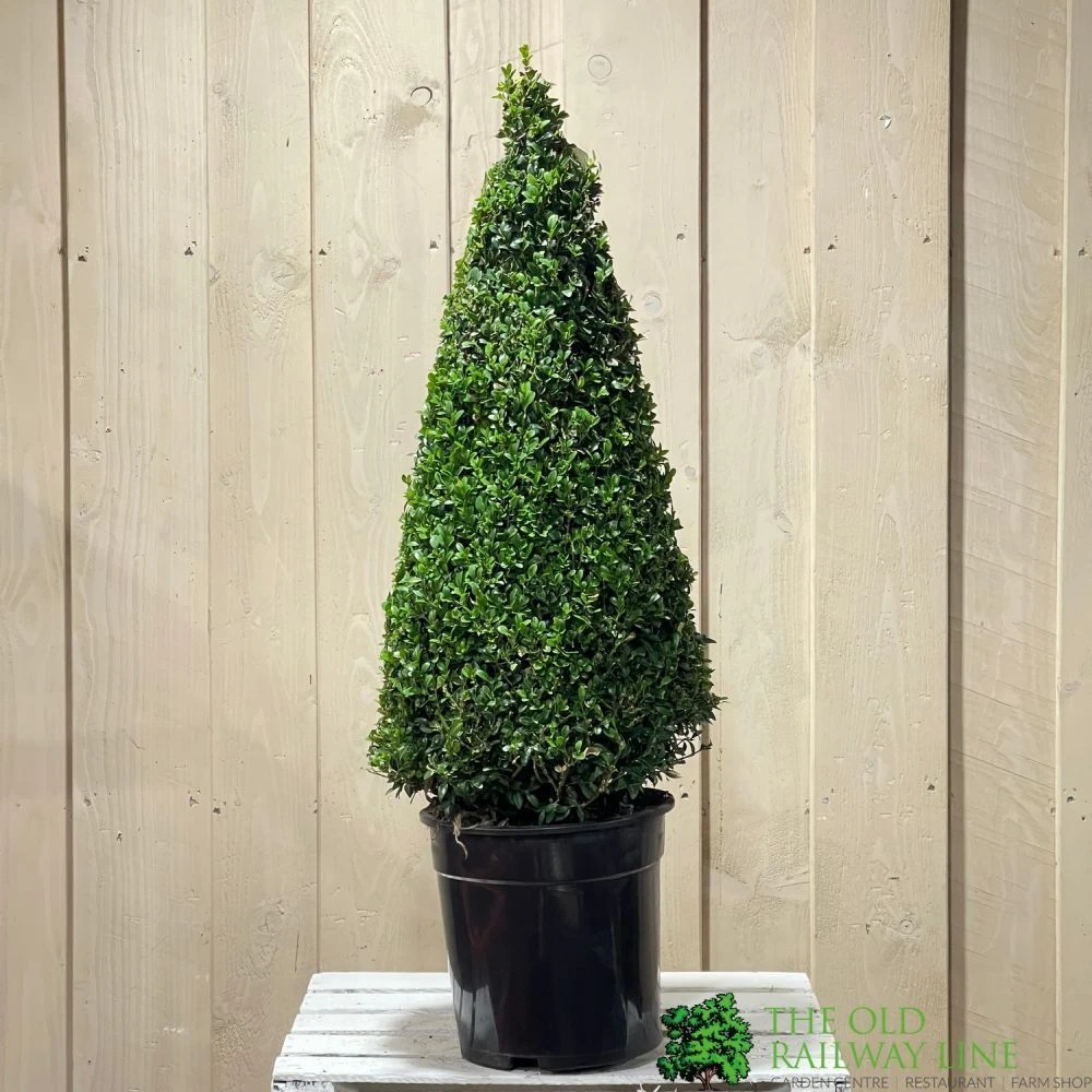 Buxus Cone Topiary Plant 7.5Ltr Pot (NL) 2 Buxus Cone Topiary Plant 7.5Ltr Pot (NL) - Image 2