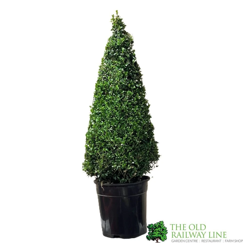 Buxus Pyramid Topiary Plant 22cm Pot 1 Buxus Pyramid Topiary Plant 22cm Pot