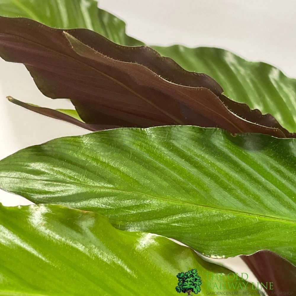 Calathea Houseplant (Mixed Varieties) 19cm Pot 2 Calathea Houseplant (Mixed Varieties) 19cm Pot - Image 2