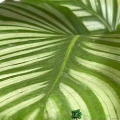 Calathea Houseplant (Mixed Varieties) 19cm Pot 5 Calathea Houseplant (Mixed Varieties) 19cm Pot -Hozel Garden Shop 8718985581125 3