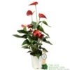 Anthurium 'Red Champion' Plant 14cm Pot