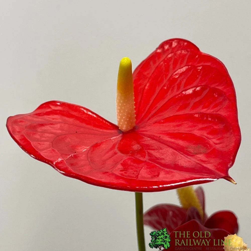 Anthurium 'Red Champion' Plant 14cm Pot 2 Anthurium 'Red Champion' Plant 14cm Pot - Image 2
