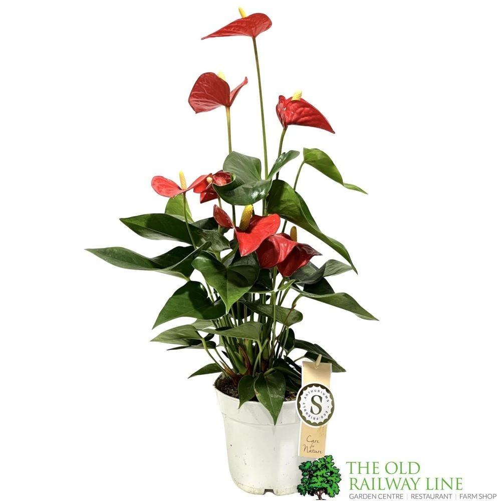 Anthurium 'Red Champion' Plant 14cm Pot 1 Anthurium 'Red Champion' Plant 14cm Pot