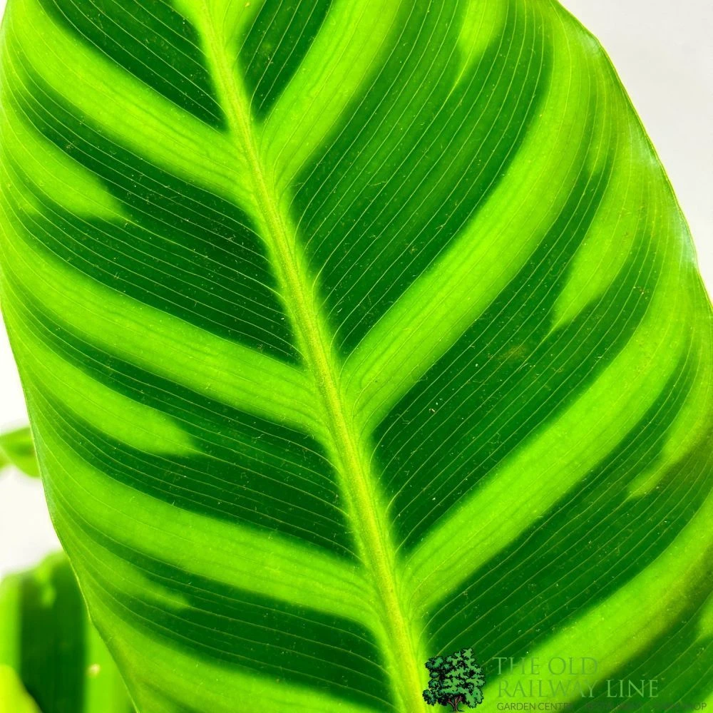 Calathea 'Zebrina' Zebra Plant 14cm Pot 2 Calathea 'Zebrina' Zebra Plant 14cm Pot - Image 2