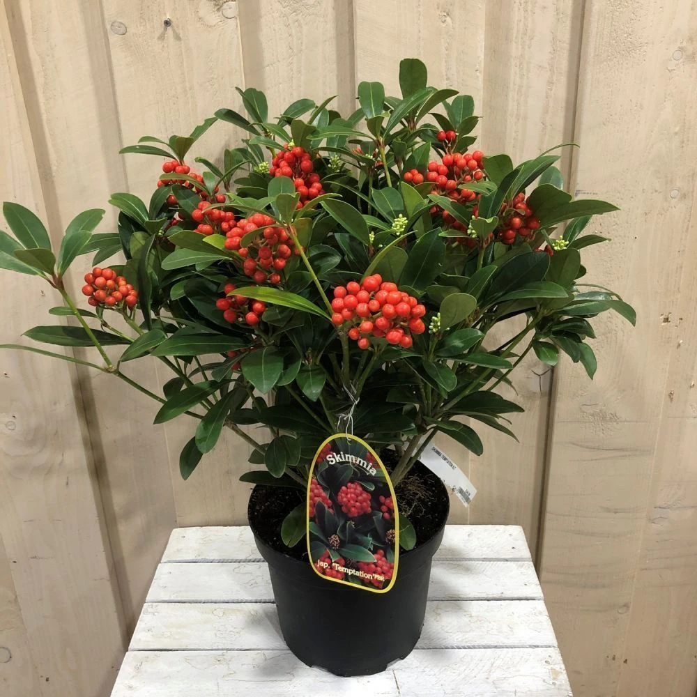 Skimmia Japonica 'Temptation' 2Ltr Pot (NL) 2 Skimmia Japonica 'Temptation' 2Ltr Pot (NL) - Image 2