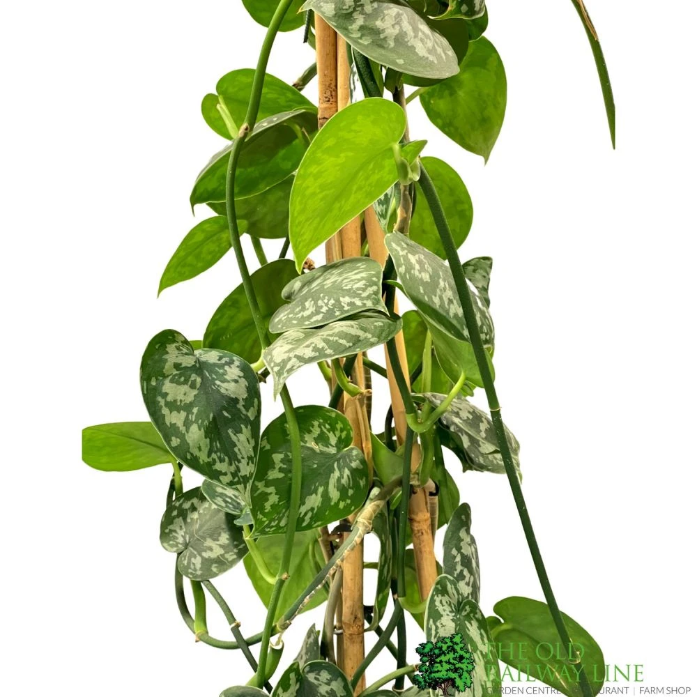 Epipremnum 'Trebie' Satin Pothos Houseplant 1.6m Tall (NL) 2 Epipremnum 'Trebie' Satin Pothos Houseplant 1.6m Tall (NL) - Image 2