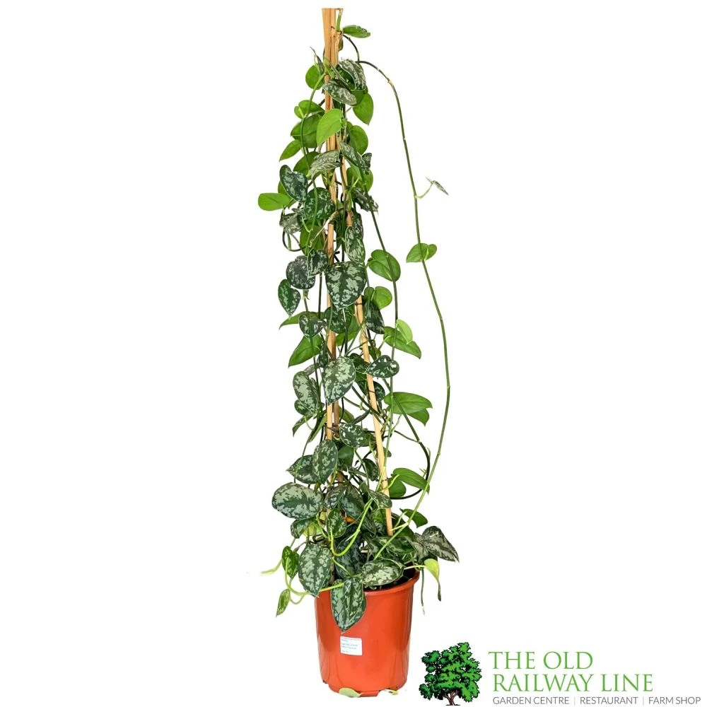 Epipremnum 'Trebie' Satin Pothos Houseplant 1.6m Tall (NL) 1 Epipremnum 'Trebie' Satin Pothos Houseplant 1.6m Tall (NL)