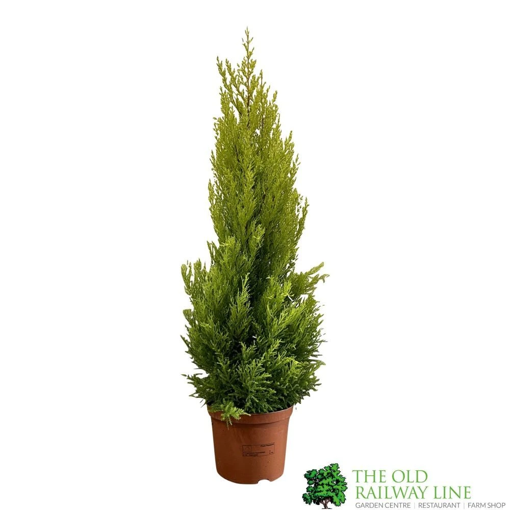 Cupressus Goldcrest 'Wilma' Pyramid 23cm Pot (NL) 1 Cupressus Goldcrest 'Wilma' Pyramid 23cm Pot (NL)