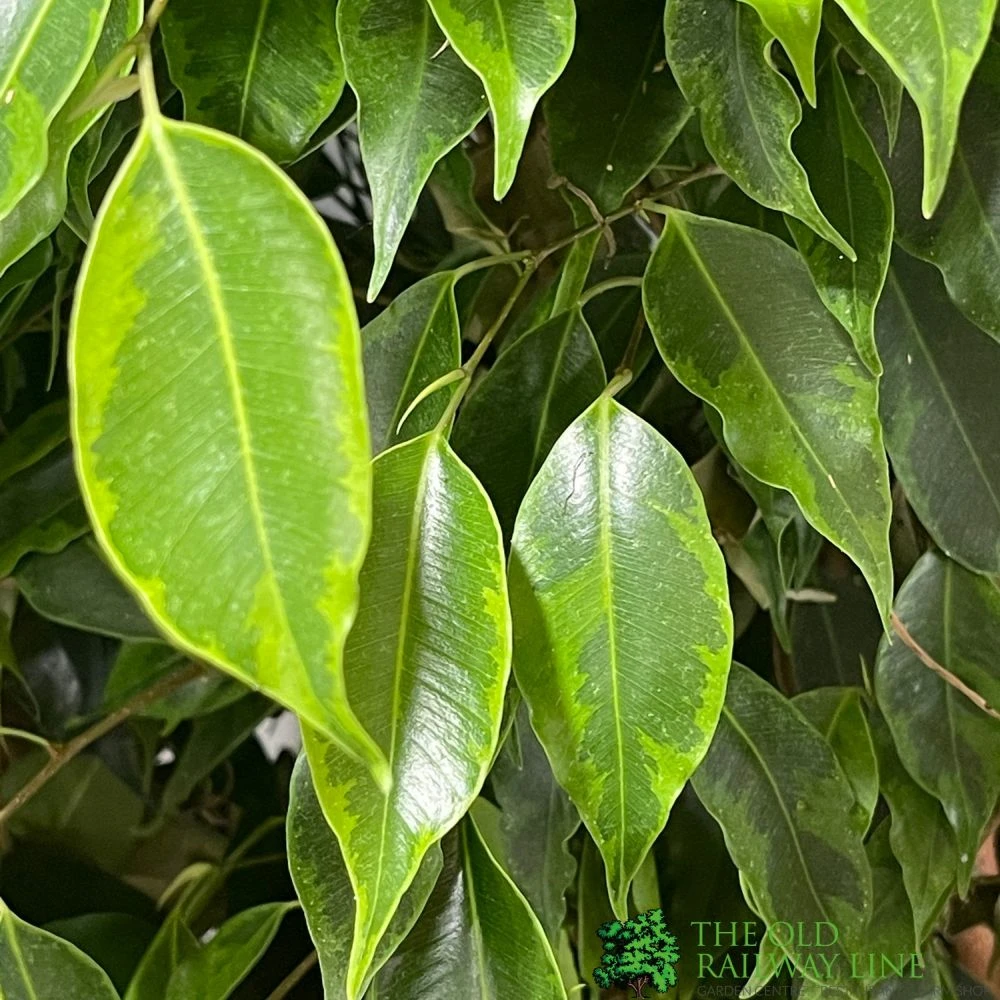 Ficus Benjamina Mixed Variety 19cm 2 Ficus Benjamina Mixed Variety 19cm - Image 2