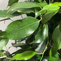 Ficus Benjamina Mixed Variety 19cm 7 Ficus Benjamina Mixed Variety 19cm -Hozel Garden Shop 8719127092356 4