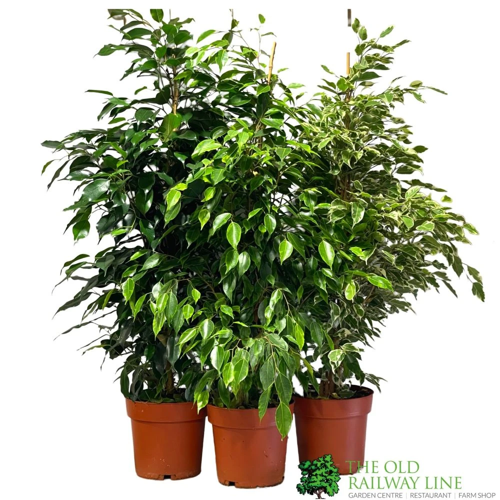 Ficus Benjamina Mixed Variety 19cm 1 Ficus Benjamina Mixed Variety 19cm