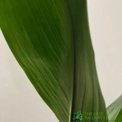 Aspidistra 'Cast Iron' Houseplant 17cm Pot 5 Aspidistra 'Cast Iron' Houseplant 17cm Pot -Hozel Garden Shop 8719127861174 3