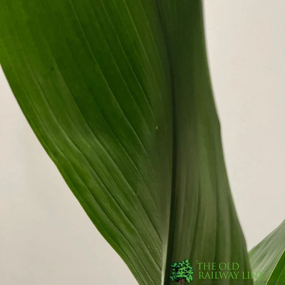 Aspidistra 'Cast Iron' Houseplant 17cm Pot 3 Aspidistra 'Cast Iron' Houseplant 17cm Pot - Image 3