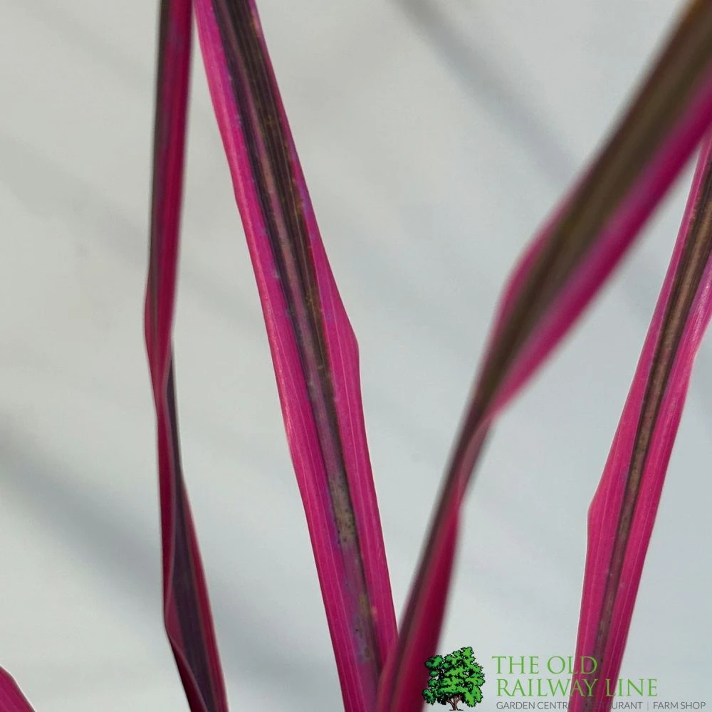 Cordyline Australis 'Pink Passion' 2Ltr Pot 2 Cordyline Australis 'Pink Passion' 2Ltr Pot - Image 2