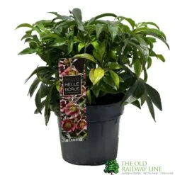 Hellebore 'Dacaya' Helleborus Plant 3Ltr Pot -Hozel Garden Shop 8719323773011 2