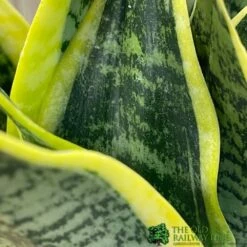 Sansevieria Trifasciata 'Futura Superba' Succulent Houseplant 12cm Pot 5 Sansevieria Trifasciata 'Futura Superba' Succulent Houseplant 12cm Pot -Hozel Garden Shop 8719522707886 3