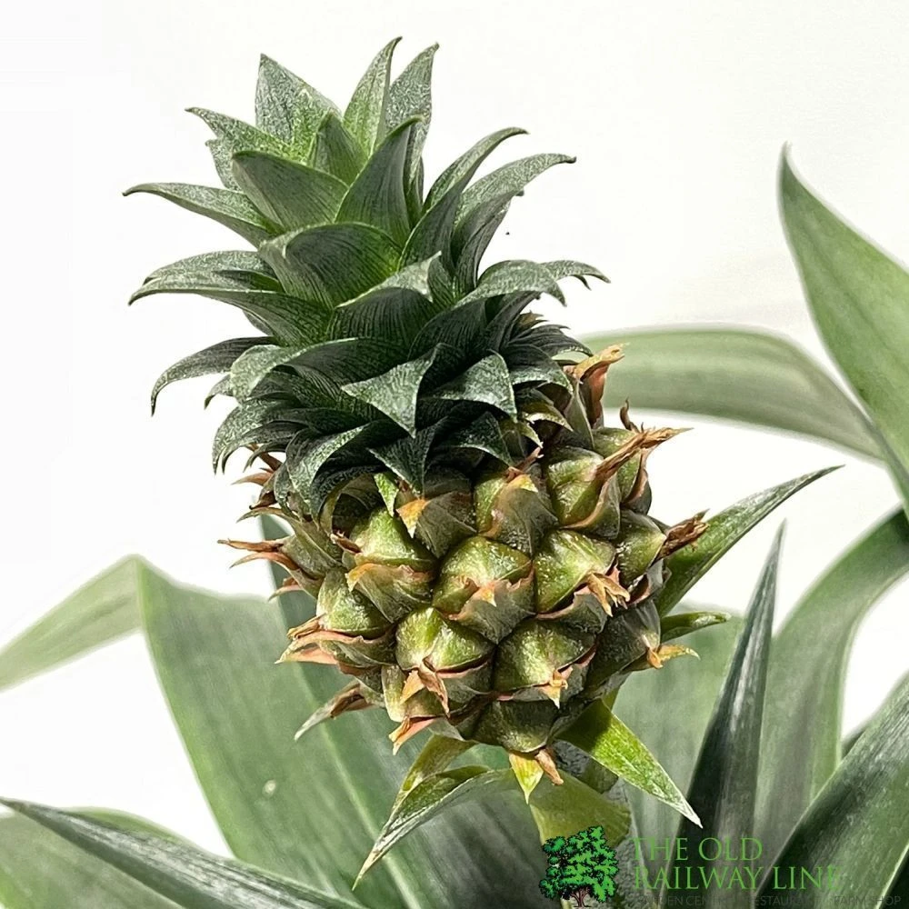 Pineapple 'Ananas Corona' 12cm Pot (NL) 2 Pineapple 'Ananas Corona' 12cm Pot (NL) - Image 2