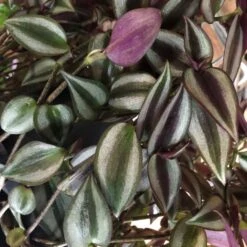 Tradescantia Hanging 17cm Pot Assorted Colours Available -Hozel Garden Shop 8719562620954 3
