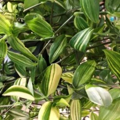 Tradescantia Hanging 17cm Pot Assorted Colours Available -Hozel Garden Shop 8719562620954 4