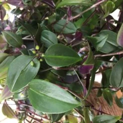 Tradescantia Hanging 17cm Pot Assorted Colours Available -Hozel Garden Shop 8719562620954 5