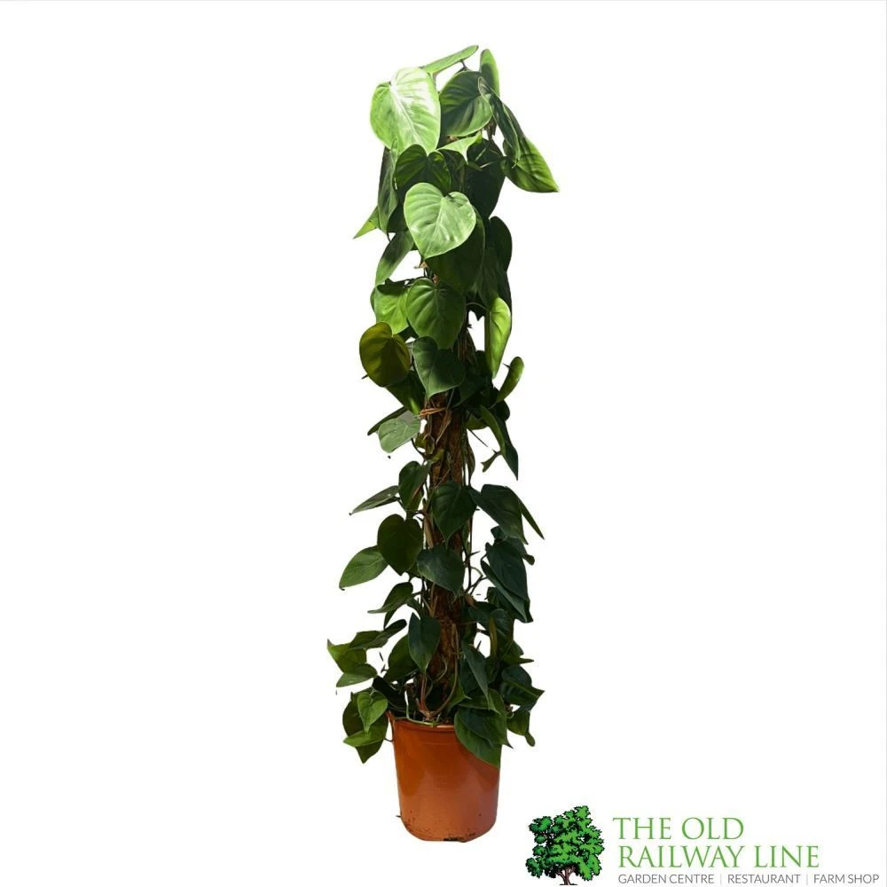 Philodendron 'Scandens' Houseplant On Moss Pole 1.5m Tall 2 Philodendron 'Scandens' Houseplant On Moss Pole 1.5m Tall - Image 2