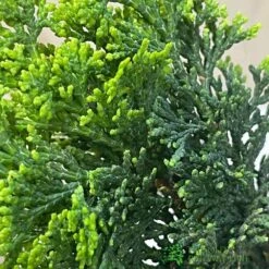 Bonsai Tree 'Chamaecyparis' Outdoor Bonsai 20cm Pot -Hozel Garden Shop 8719562861814 3