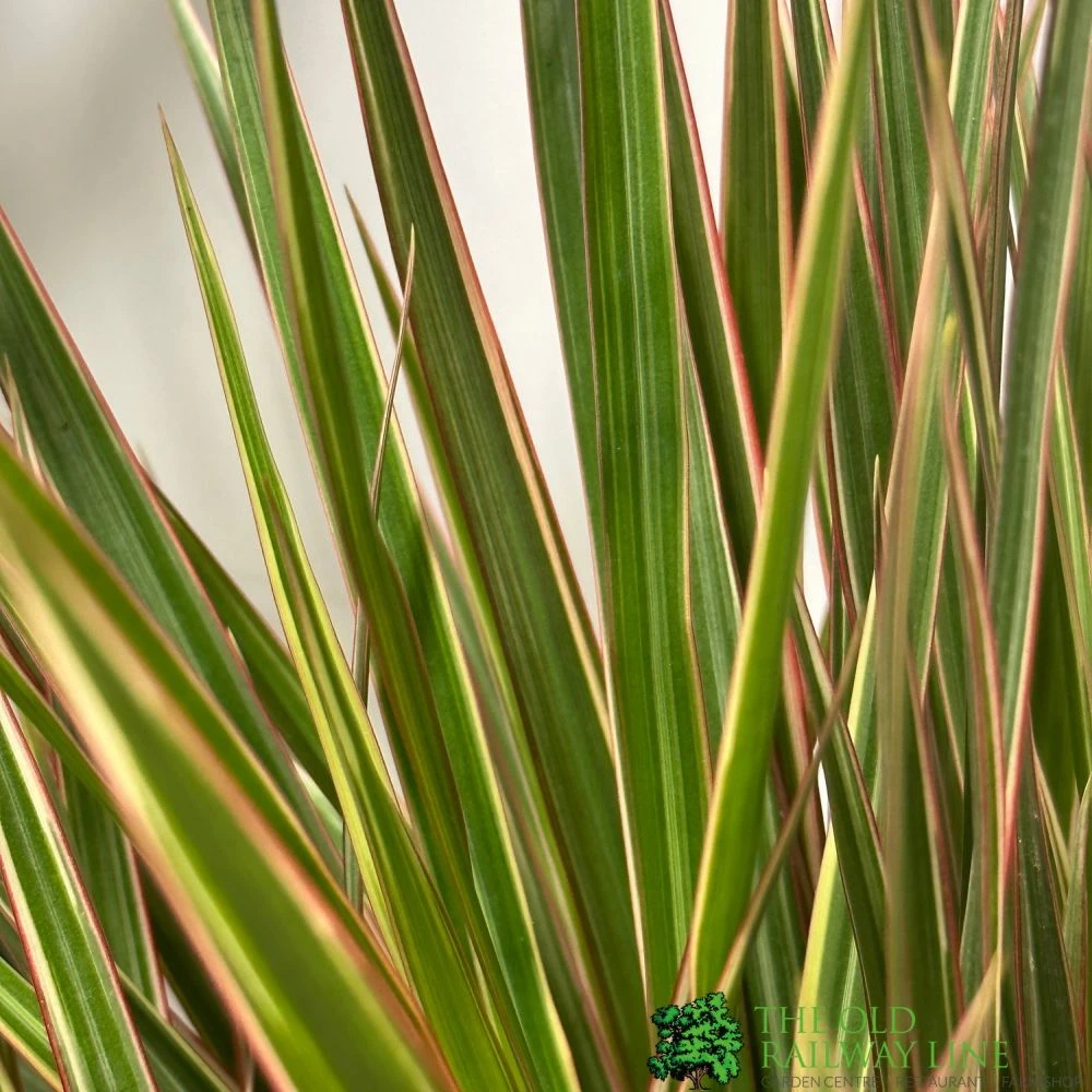 Dracaena Marginata 'Bicolor' 21cm Pot 2 Dracaena Marginata 'Bicolor' 21cm Pot - Image 2