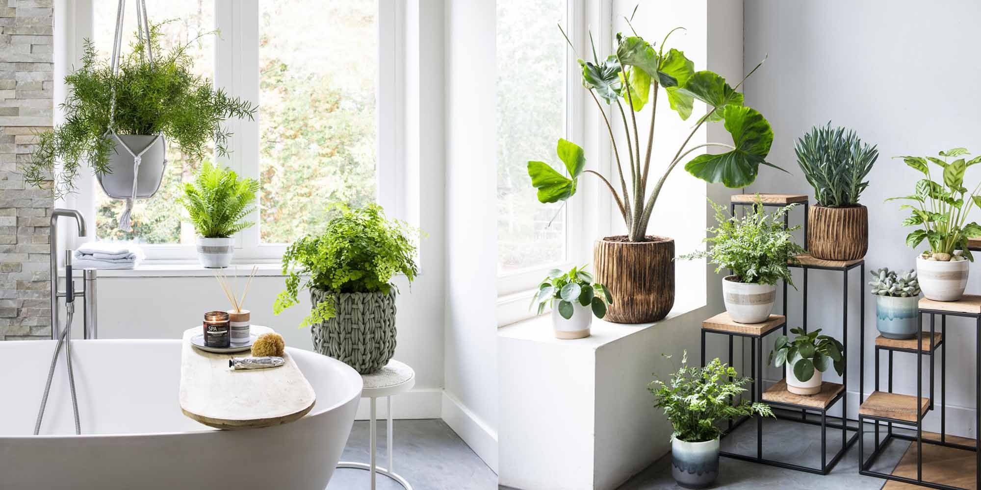 Hozel Garden Shop -Hozel Garden Shop groenste boekje intratuin voorja